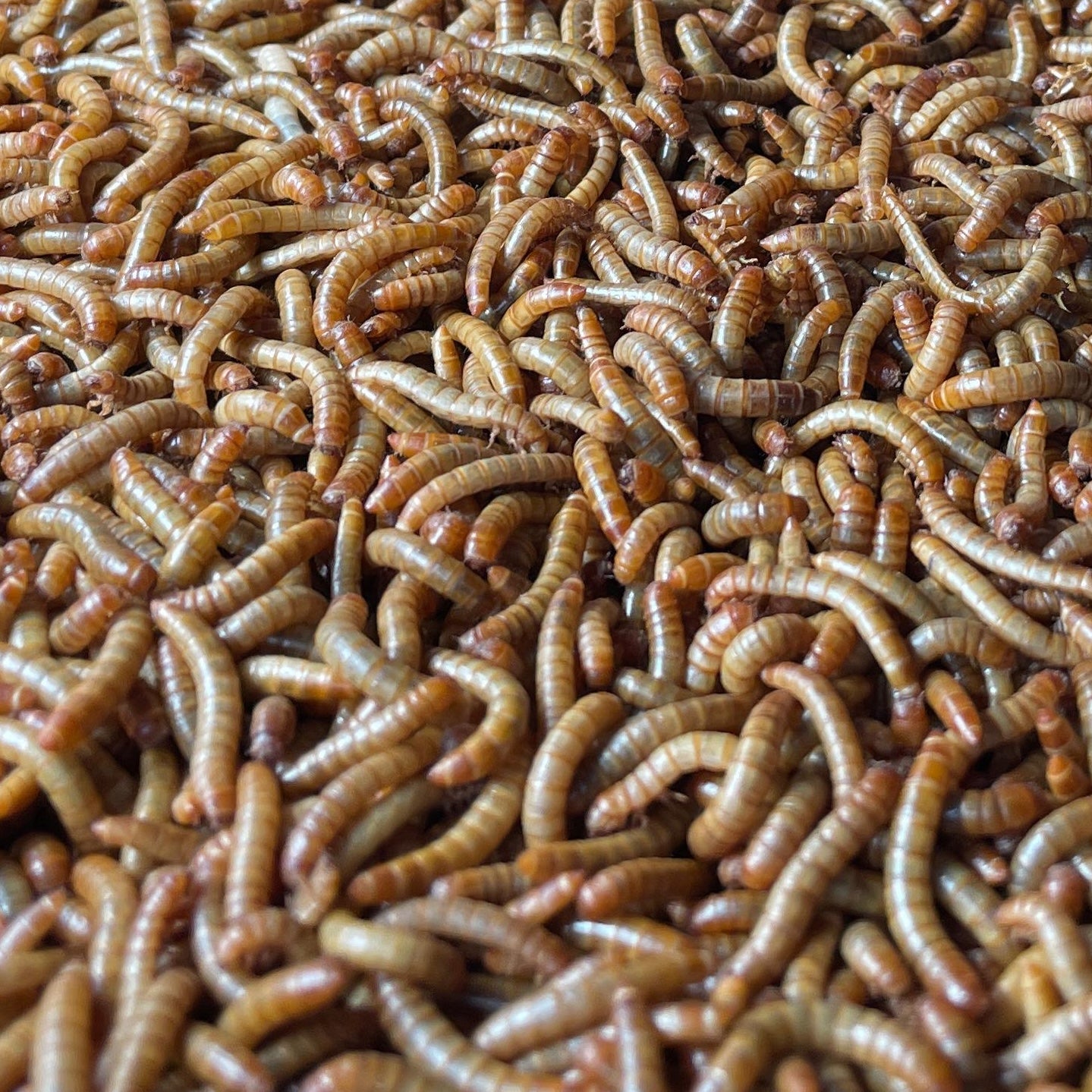 Mehlwürmer Groß - Lebend