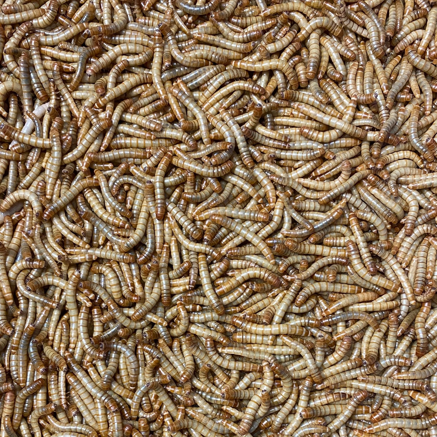 Mehlwürmer Klein - Lebend