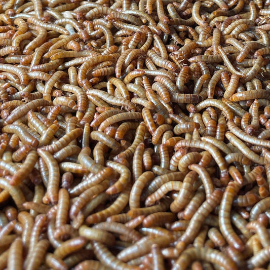 Mehlwürmer Groß - Lebend
